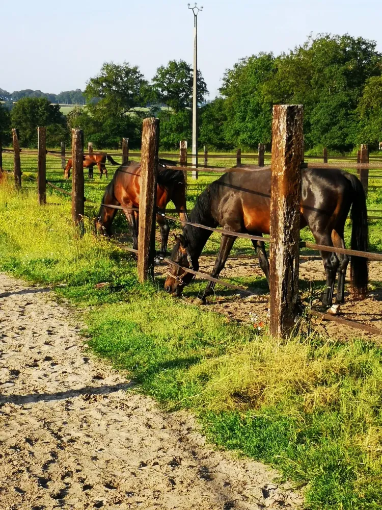 chevaux-pre
