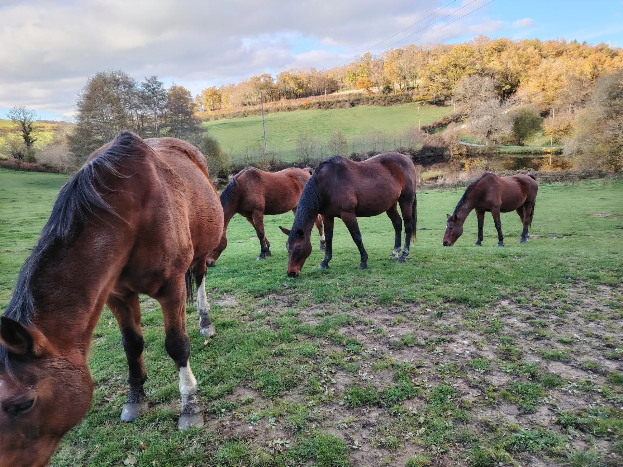poneys-pre
