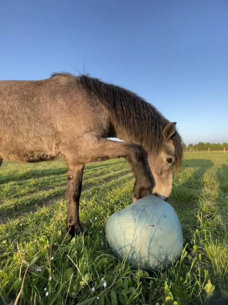 balon