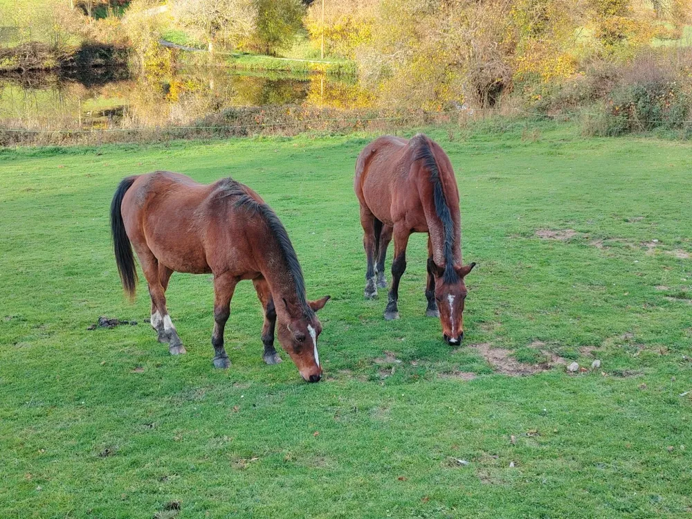 Pension retraite chevaux à Lussat